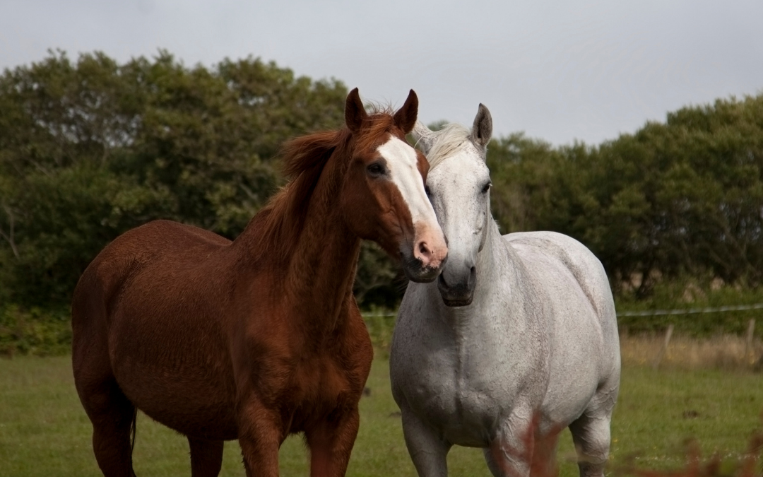 How to take care of a senior horse?